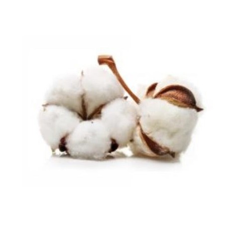 TOALLA  REF/SPA 500 GR. DUCHA 70X140 ALGODÓN 100% VIRGEN